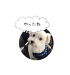 マルチーズのチーくん（個別スタンプ：5）