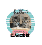 ぜんすけブラザーズ犬＆猫（個別スタンプ：1）