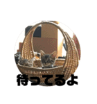 ぜんすけブラザーズ犬＆猫（個別スタンプ：4）