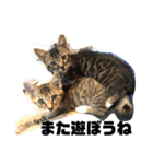 ぜんすけブラザーズ犬＆猫（個別スタンプ：8）
