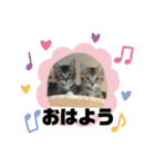 ぜんすけブラザーズ犬＆猫（個別スタンプ：9）