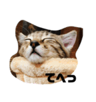 ぜんすけブラザーズ犬＆猫（個別スタンプ：10）