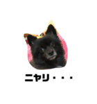 ぜんすけブラザーズ犬＆猫（個別スタンプ：27）