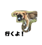 ぜんすけブラザーズ犬＆猫（個別スタンプ：33）