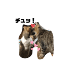 ぜんすけブラザーズ犬＆猫（個別スタンプ：36）
