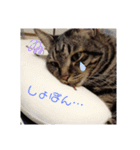 愛猫様（個別スタンプ：1）