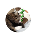愛猫様（個別スタンプ：2）