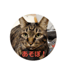 愛猫様（個別スタンプ：3）