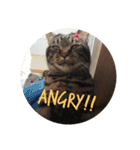 愛猫様（個別スタンプ：4）