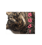 愛猫様（個別スタンプ：5）