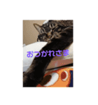 愛猫様（個別スタンプ：7）