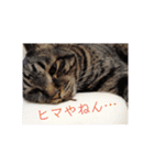 愛猫様（個別スタンプ：10）