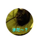 愛猫様（個別スタンプ：11）