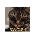 愛猫様（個別スタンプ：13）