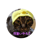 愛猫様（個別スタンプ：14）