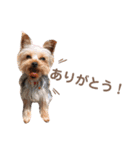毎日使える！あずきスタンプ（個別スタンプ：2）