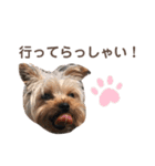 毎日使える！あずきスタンプ（個別スタンプ：8）