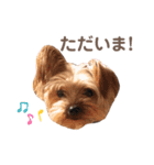 毎日使える！あずきスタンプ（個別スタンプ：9）