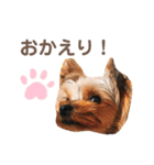 毎日使える！あずきスタンプ（個別スタンプ：10）