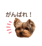 毎日使える！あずきスタンプ（個別スタンプ：12）