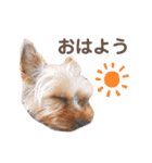 毎日使える！あずきスタンプ（個別スタンプ：14）