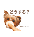 毎日使える！あずきスタンプ（個別スタンプ：18）