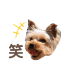 毎日使える！あずきスタンプ（個別スタンプ：28）