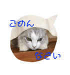にゃんこ『ゆず』の可愛い日常  第2弾！！！（個別スタンプ：6）