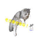 にゃんこ『ゆず』の可愛い日常  第2弾！！！（個別スタンプ：7）