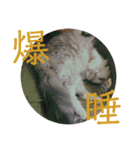 にゃんこ『ゆず』の可愛い日常  第2弾！！！（個別スタンプ：10）