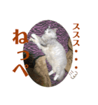 にゃんこ『ゆず』の可愛い日常  第2弾！！！（個別スタンプ：12）