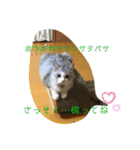にゃんこ『ゆず』の可愛い日常  第2弾！！！（個別スタンプ：13）