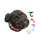 黒プーの豆太11（個別スタンプ：1）