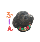 黒プーの豆太11（個別スタンプ：3）