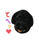 黒プーの豆太11（個別スタンプ：5）