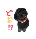 黒プーの豆太11（個別スタンプ：6）