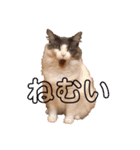 フラッフィー＆ミルク（個別スタンプ：3）