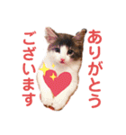 フラッフィー＆ミルク（個別スタンプ：6）