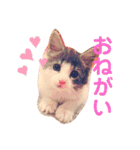 フラッフィー＆ミルク（個別スタンプ：8）