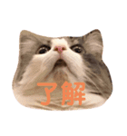 フラッフィー＆ミルク（個別スタンプ：14）
