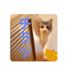 フラッフィー＆ミルク（個別スタンプ：17）