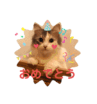 フラッフィー＆ミルク（個別スタンプ：20）