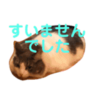 フラッフィー＆ミルク（個別スタンプ：21）