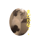フラッフィー＆ミルク（個別スタンプ：22）