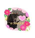 お母さん猫のひとこと（個別スタンプ：6）