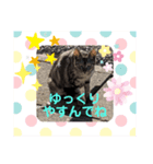 お母さん猫のひとこと（個別スタンプ：7）
