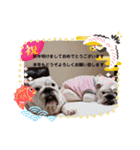 ブルドッグのハル＆ココ♡2（個別スタンプ：1）