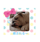 ブルドッグのハル＆ココ♡2（個別スタンプ：24）