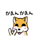 実家犬モミジちゃん第2弾（個別スタンプ：4）