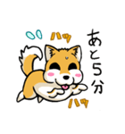 実家犬モミジちゃん第2弾（個別スタンプ：14）